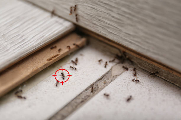 Best Flea Control Services  in Kealakekua, HI