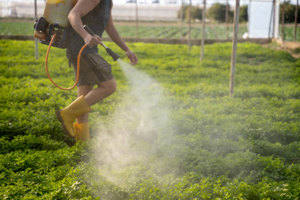 Best Pest Control Near Me  in Kealakekua, HI